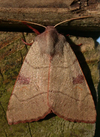 Bent-line Dart